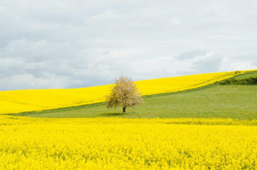 Helping children with hay fever 1 Hay Fever