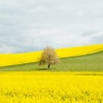 yellow landscape